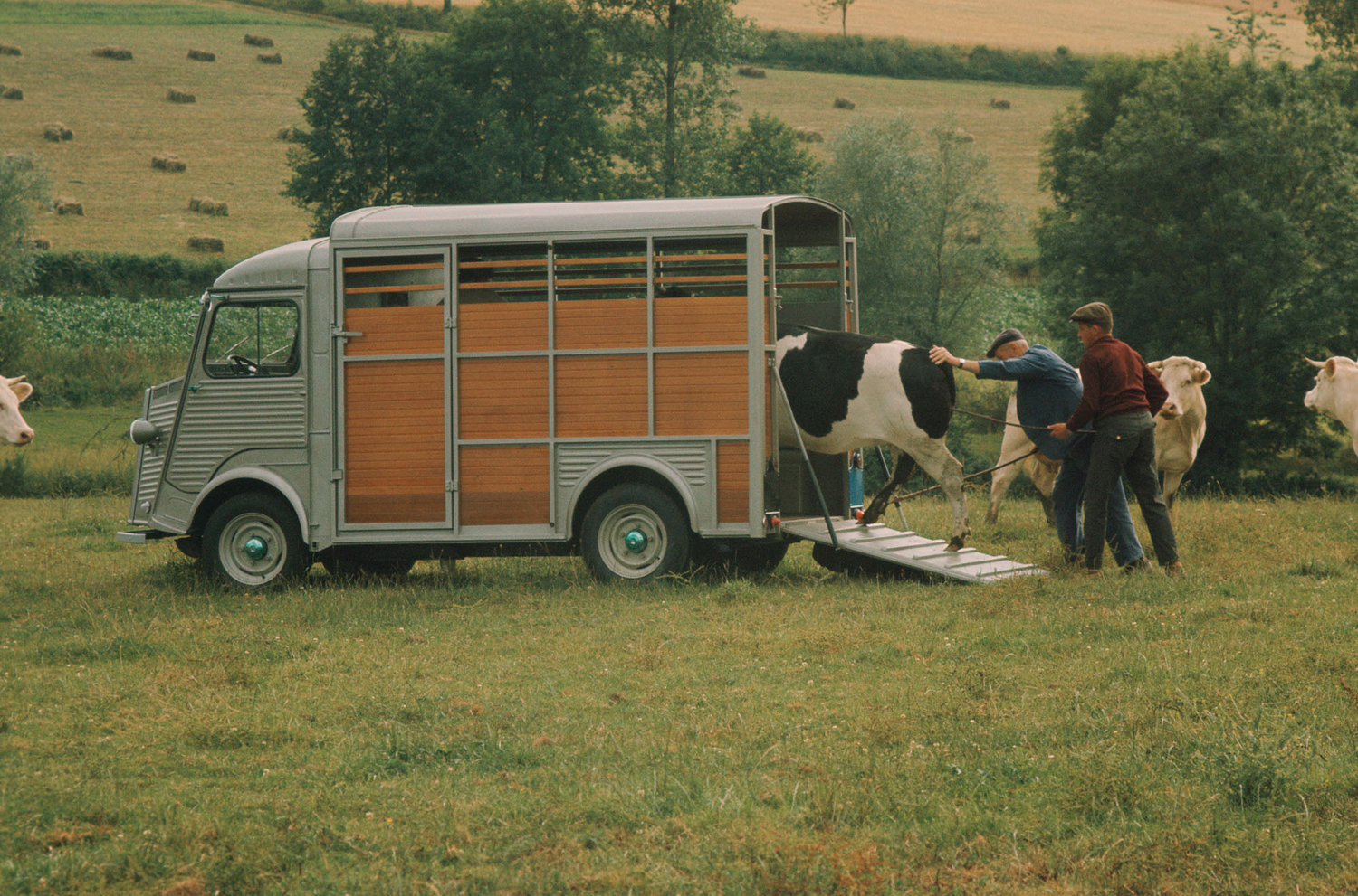 Citroën Typ H als Viehtransporter